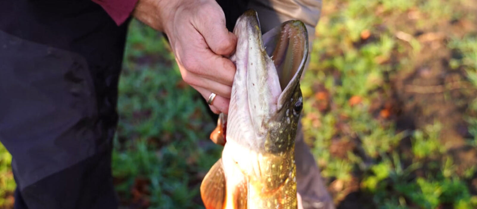 prise de gueule sur brochet avec appâts morts