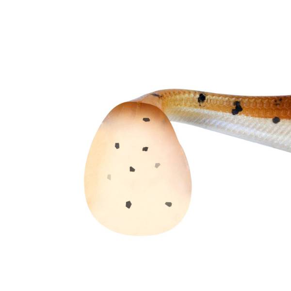 Real Fin Shad 12 Ready2Catch - Magic Motoroi - 12cm - 25g - 3 Pièces