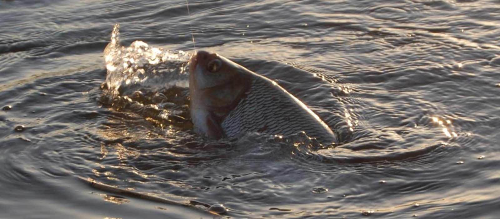 Weißfisch Biss!
