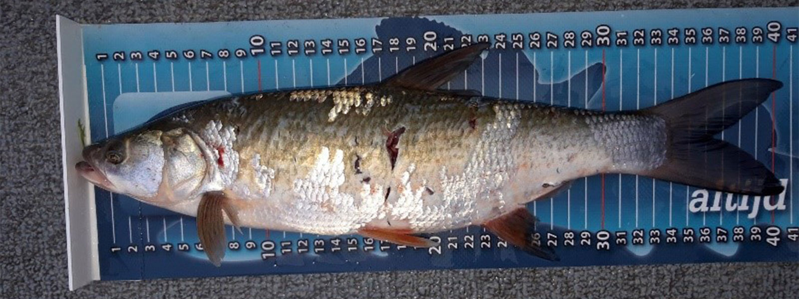 Pêche au brochet avec gros appât