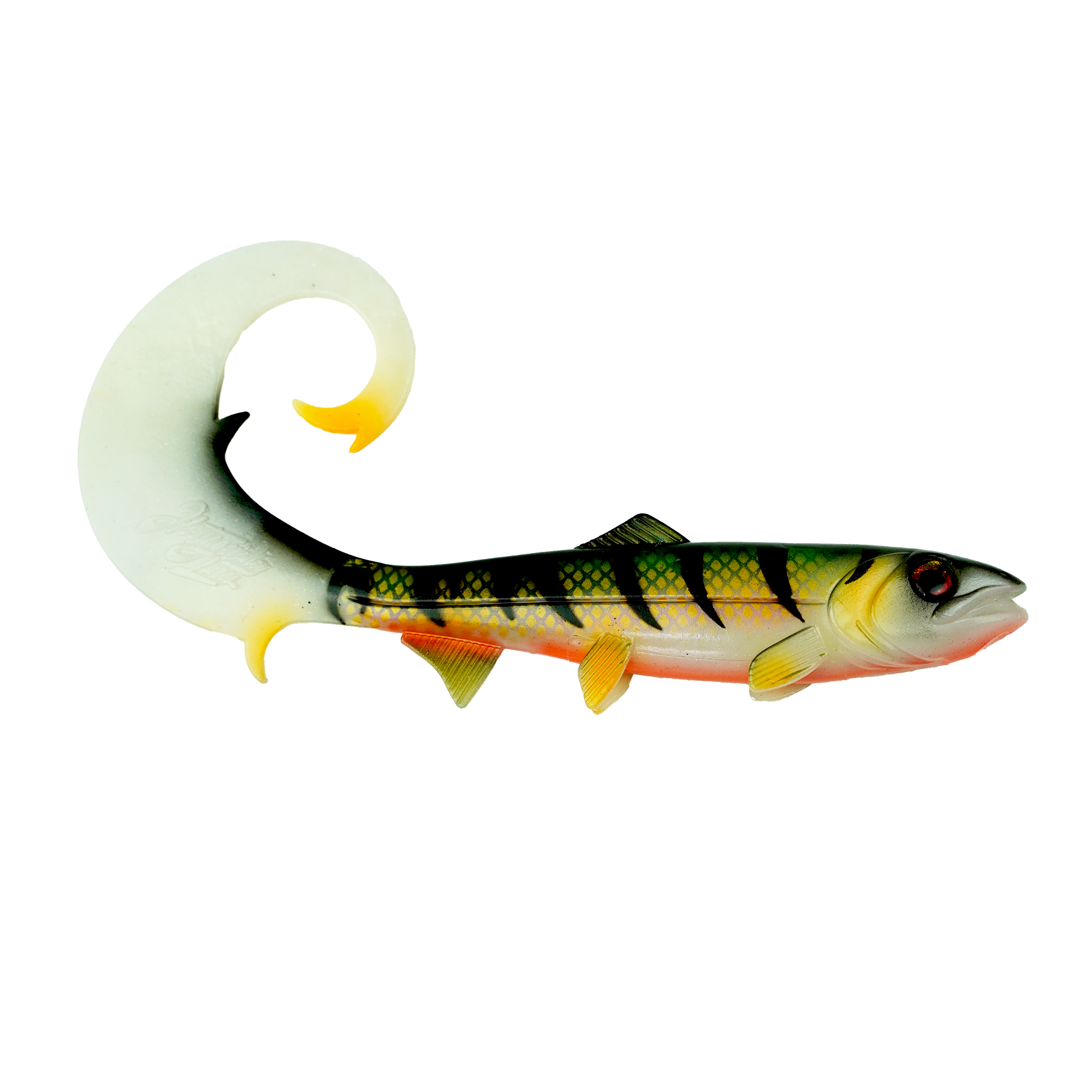 Hostagevalley Curlytail - Perche Pourpre - 24cm